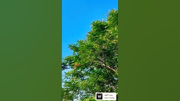 سورة الكهف