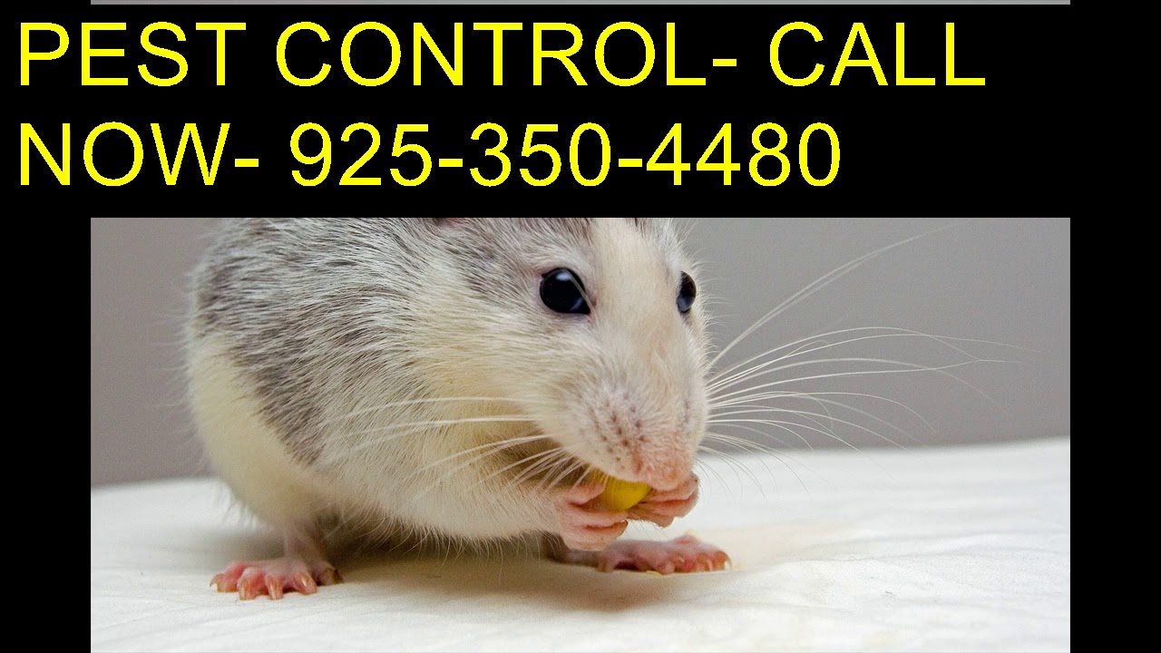 Call 925-350-4480 Pest Control Spiders Clovis CA
