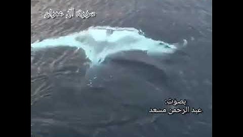حالات واتس اب, ارح سمعك🎧, تلاوة هادئة تريح القلب💜.. || آل عمران || القارئ عبد الرحمن مسعد.
