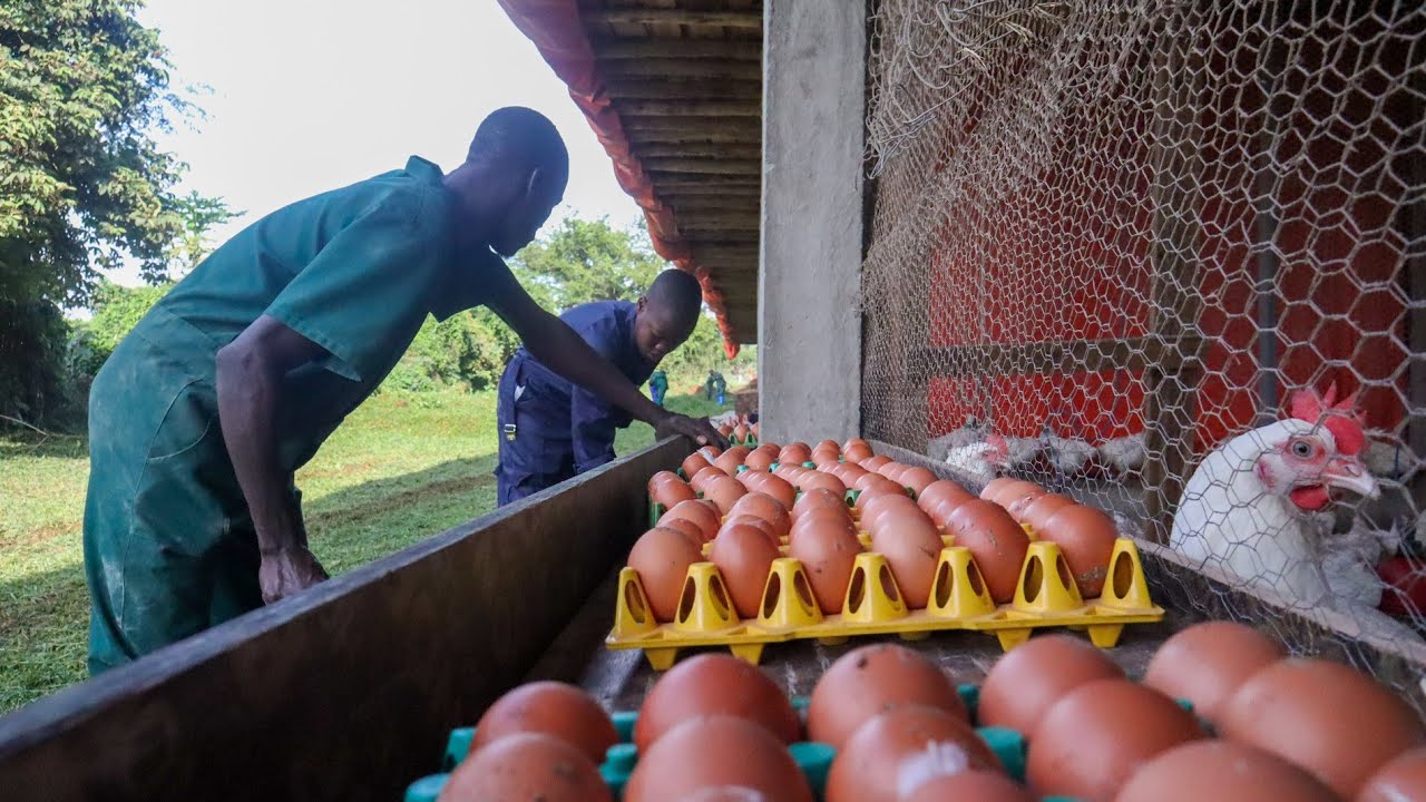 Collecting Thousands of Eggs on a LARGE Poultry Farm! YouTube