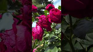 敷島公園バラ園薔薇ソフト✨🤭 #rose #flowers #garden