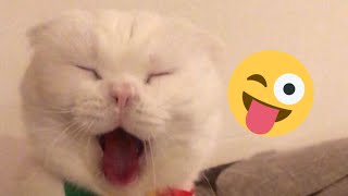 😂 Funniest Cats and Dogs Videos 😺🐶 || 🥰😹 Hilarious Animal Compilation №352