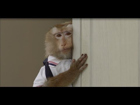 The Romantic Monkey (ลิงน้อยหัวใจโรแมนติก) | สรุปข้อมูลที่สมบูรณ์ที่สุดเกี่ยวกับร้าน อาหาร โร แมน ติก กรุงเทพ