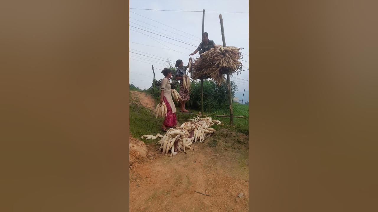 traditional way of storing maize(corn) YouTube