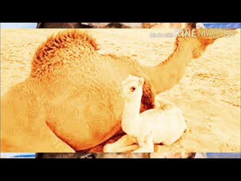 قصة صالح عليه السلام وقوم ثمود الذين جابوا الصخر بالواد