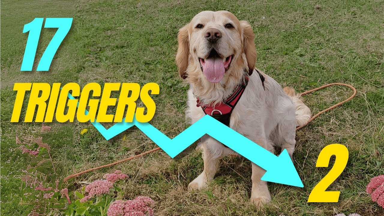 From 17 Triggers to Calm Walks: How They Stopped Charlie’s Pulling