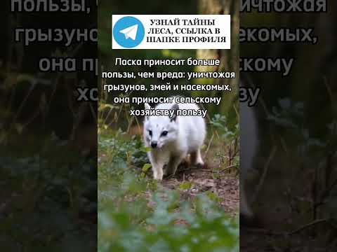 Ласка приносит больше пользы #ласка #лес #природа #животные