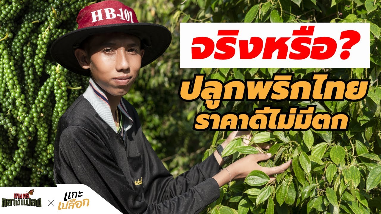 เกษตรกลางแปลงxแกะเปลือก l EP.20 จริงหรือ? ที่ว่าปลูกพริกไทยราคาดีไม่มีตก