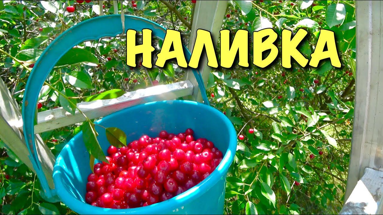 КАК ПРИГОТОВИТЬ настоящую ВИШНЕВУЮ НАЛИВКУ - YouTube