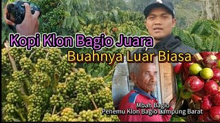 Kopi Jenis Klon Bagio Lampung Barat