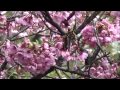桜絵巻の白野江植物公園 の動画、YouTube動画。