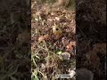 У селі на Житомирщині біля АЗС знайшли гранату