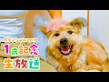 【重大発表あり】元野犬ポテの１歳　誕生日生放送！