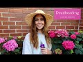 How To Deadhead Hydrangeas | Chicago Gardener