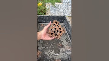 sỉ than, vật liệu lọc hồ cá 3 KHÔNG #pet #animal #fish #goldfish #baopet #shorts