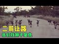 超燃的！非洲野狗擊敗雄獅，單親媽媽為丈夫報仇雪恨…