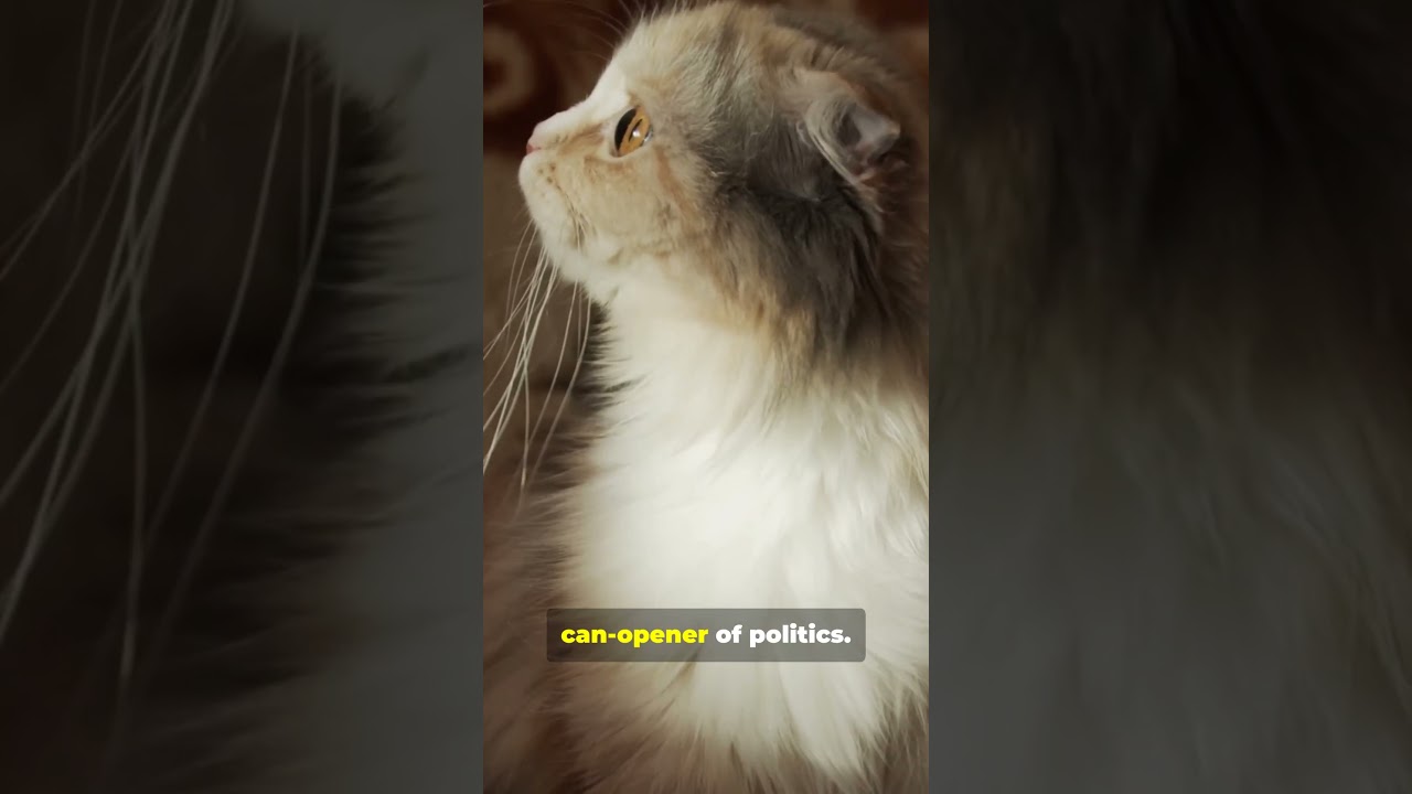 Cat Roasts World Leaders?! (Shorts)