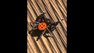 Dünyanın En Zehirli Örümceklerinden Biri Marmariste Görüldü