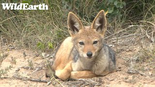 WildEarth - Sunset Safari - 02 Dec 2022