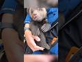 Trapped Baby Bear Gets New Life