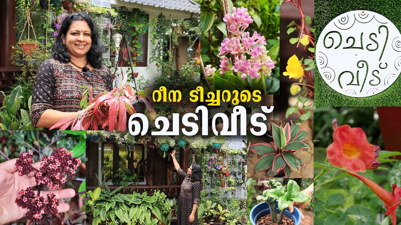 അപൂർവയിനം ചെടികളുടെ ശേഖരവുമായി റീന ടീച്ചർ | Rare Plants |  Home Garden Tour | Livestories