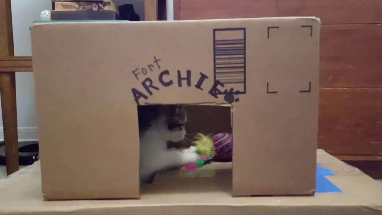 Kitten Archie Day 35 - Cardboard Box Playhouse
