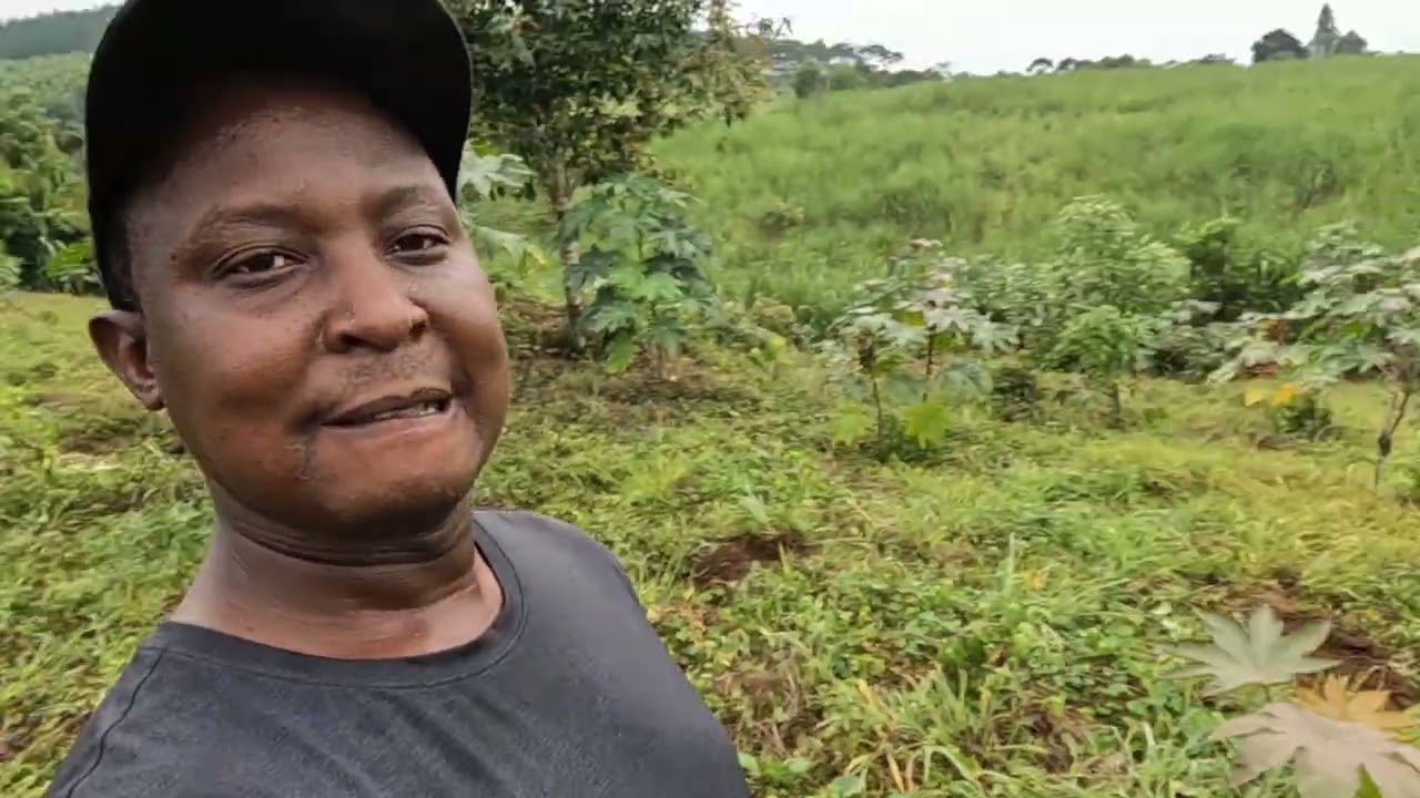Gap filling castor plants at our farm after a heavy downpour ( part 2 )
