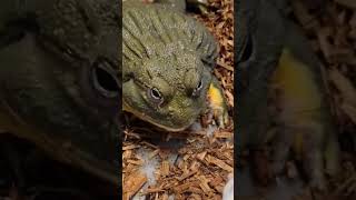 How Do They Survive In The Wild!  Pixie Frog