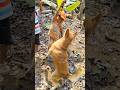 Niat Mancing Ikan, yang Nyangkut Malah "Si Penyamar"!