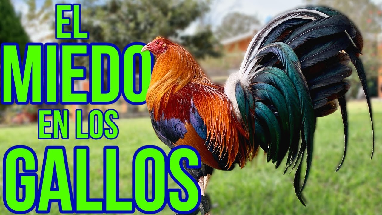 EL MIEDO EN LOS GALLOS....COMO QUITARLO???