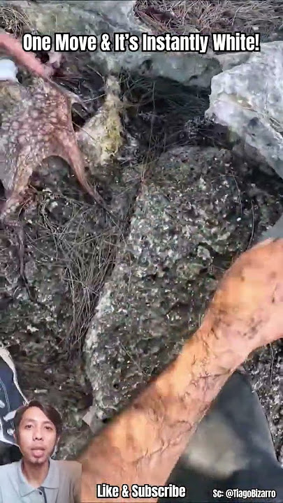 How to Dispatch an Octopus Instantly! Japanese Ikijime Technique!