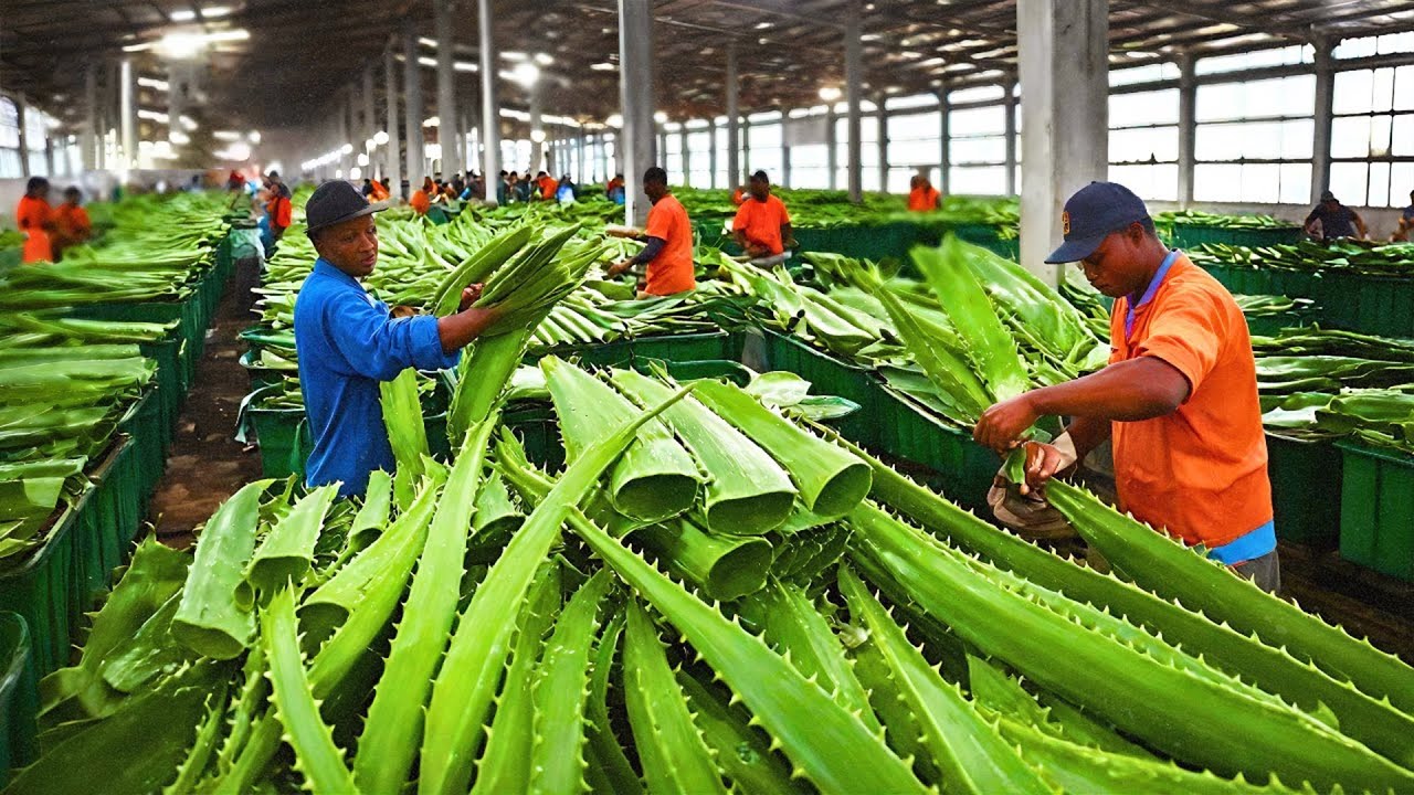 Incroyable production de gel d’aloe vera – Dans la plus grande usine de transformation au monde !