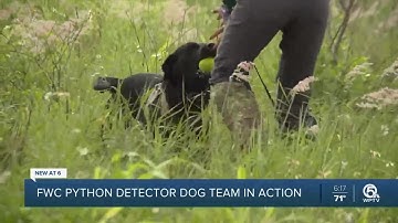 FWC using python detector dogs to locate invasive Burmese pythons