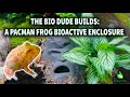 Creating a bioactive enclosure for a pacman frog