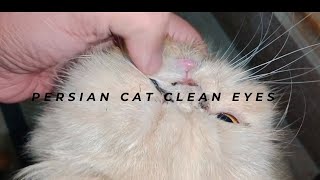 Cat ki eyes Saf karny Ka asaan tarika || بلی کی انکھیں صاف کرنے کا اسان طریقہ #persiancatgujranwala by persian cat Gujranwala 101 views 4 months ago 1 minute, 44 seconds