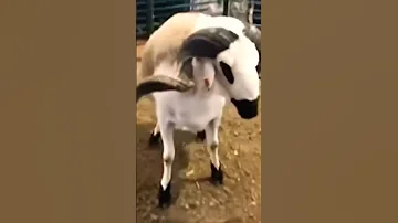 اضخم حولي ملكي 200 كغ احسن صردي معروض صردي كبش العيد غنم تربية الاغنام 