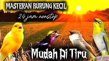 Masteran Kombinasi Burung Kecil Full Tembakan - MUDAH DITIRU - 24 jam nonstop