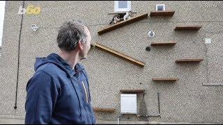 Man Creates Outdoor Cat Ladder to Second Story So Cat Can Avoid Dog