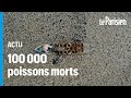Au vietnam des centaines de milliers de poissons meurent  cause dune canicule indite