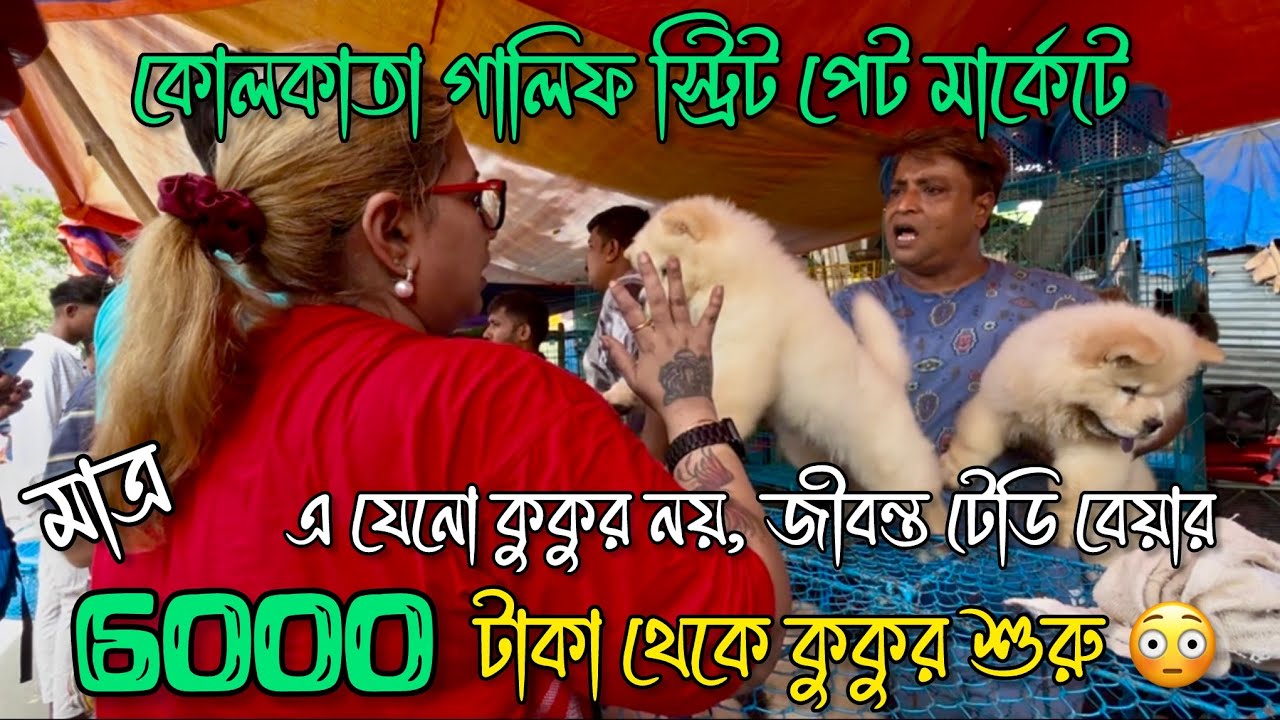 মাত্র 6000 টাকা থেকে কুকুর শুরু 😳🔥| Galiff Street Pet Market | Dog Market in Kolkata 
