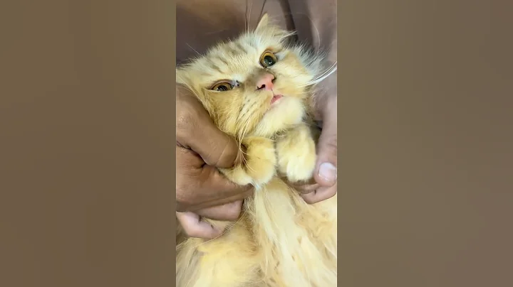 Watch the video about Funny cat video #cat #youtube #shortsviral #persiancat #yt #ytviral #ytshorts #shortsviral #shorts