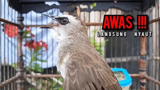 Trucukan Gacor Tarung Ropel Panjang Pancingan Trucukan Agar Bunyi Jadikan Burung Trucuk Gacor Emosi