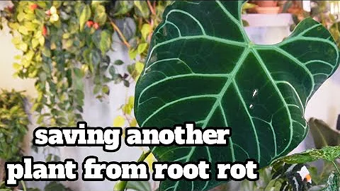 how i saved my anthurium from root rot | saved another of my plants with perlite