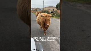 Highland Cows walking down the road in Fionnphort, Isle of Mull, Scotland