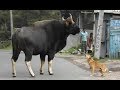 Bison thinks road is the forest only in india