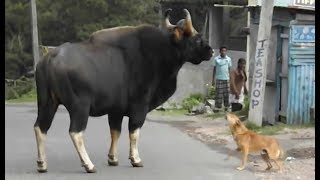 Bison Thinks Road is the Forest Only in India