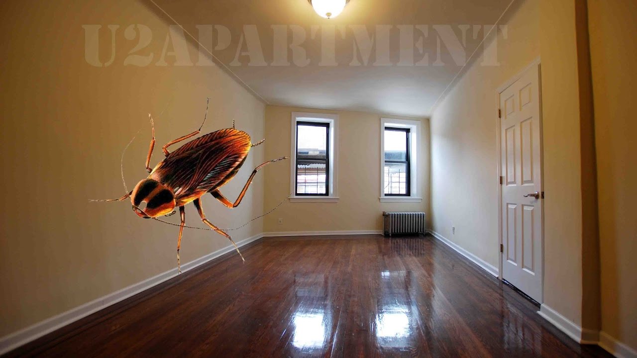 Joe Apartment Without The Roaches Pretty Two Bedroom In Flushing