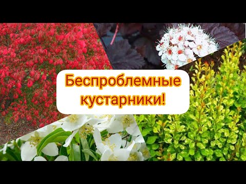 САМЫЕ ЛУЧШИЕ декоративные кустарники для сада! Подходят для живой изгороди! ЗИМОСТОЙКИЕ