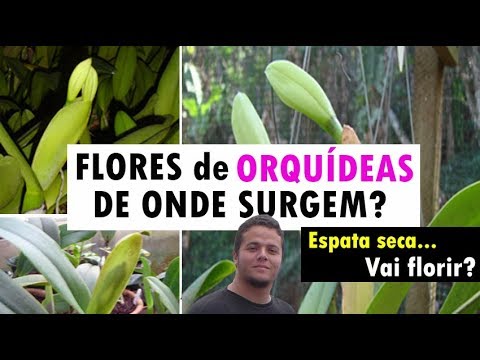 Flores das orquídeas. De onde surgem? Série como cultivar orquídeas -  thptnganamst.edu.vn