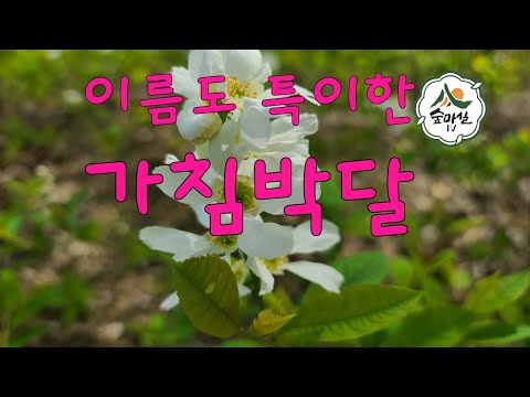 가침박달 요통치료 약초 산림 임업 농업 약용식물 귀농 귀촌 귀산촌 6차산업 경북농민사관학교 산나물 야생화 조경수 봄꽃 4월의꽃 산야초 산애약초 임업후계자  임업인 인기유투브방송